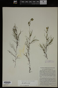 Potamogeton diversifolius image
