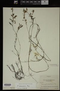 Potamogeton diversifolius image