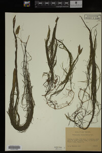 Potamogeton diversifolius image