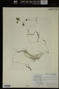 Potamogeton diversifolius image