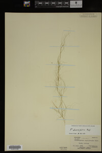 Potamogeton diversifolius image