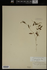 Potamogeton diversifolius image