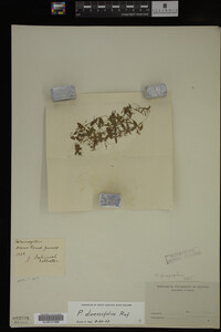 Media resource of Potamogeton diversifolius