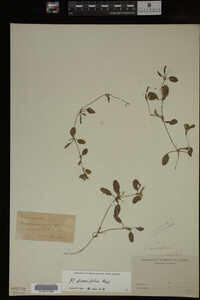 Potamogeton diversifolius image
