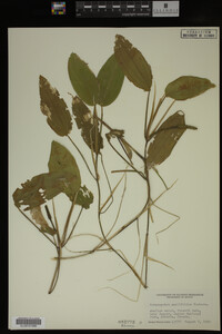 Potamogeton amplifolius image