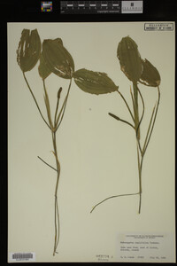 Potamogeton amplifolius image