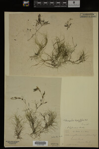 Potamogeton diversifolius image