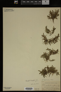 Potamogeton diversifolius image
