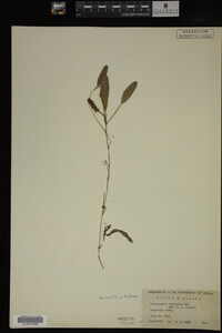 Potamogeton epihydrus image