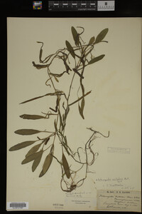 Potamogeton epihydrus image