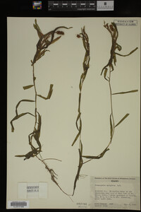 Potamogeton epihydrus image