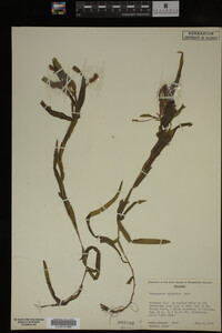 Potamogeton epihydrus image