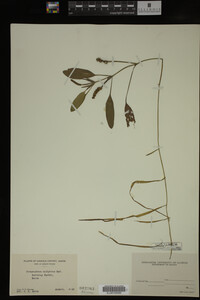 Potamogeton epihydrus image
