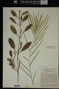 Potamogeton epihydrus image