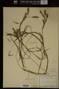 Potamogeton epihydrus image