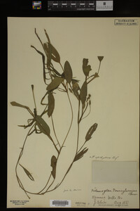 Potamogeton epihydrus image
