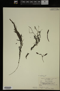 Potamogeton epihydrus image