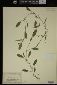 Potamogeton epihydrus image