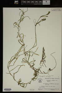 Potamogeton epihydrus image