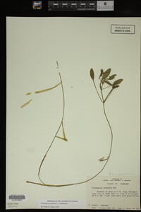 Potamogeton epihydrus image