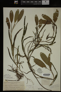 Potamogeton epihydrus image