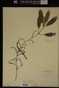 Potamogeton epihydrus image