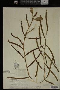 Potamogeton epihydrus image