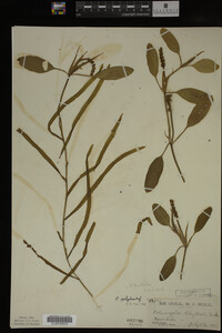 Potamogeton epihydrus image