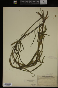 Potamogeton epihydrus image