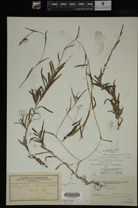 Potamogeton epihydrus image