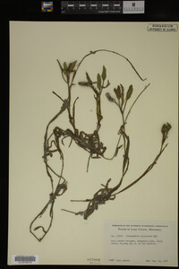 Potamogeton epihydrus image