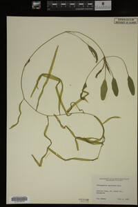 Potamogeton epihydrus image