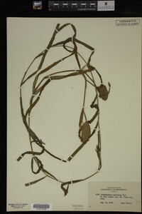 Potamogeton epihydrus image