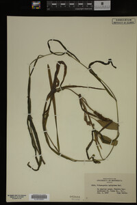 Potamogeton epihydrus image