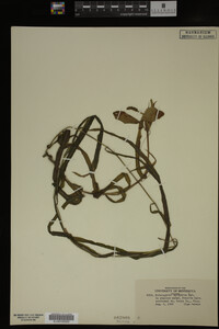 Potamogeton epihydrus image