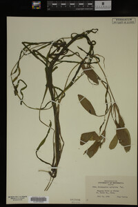 Potamogeton epihydrus image
