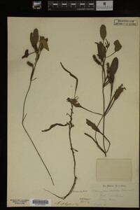 Potamogeton epihydrus image