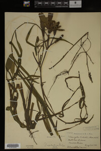 Potamogeton epihydrus image