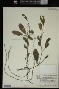 Potamogeton epihydrus image