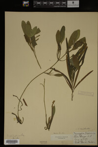 Potamogeton epihydrus image