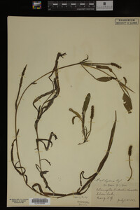 Potamogeton epihydrus image