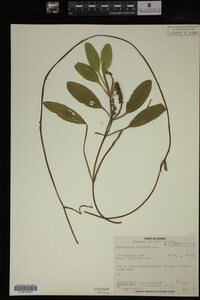 Potamogeton epihydrus image