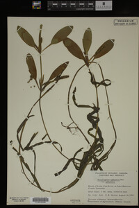 Potamogeton epihydrus image