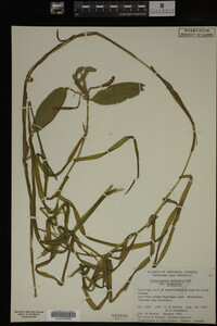 Potamogeton epihydrus image