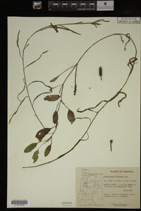 Potamogeton epihydrus image