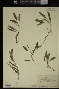 Potamogeton epihydrus image
