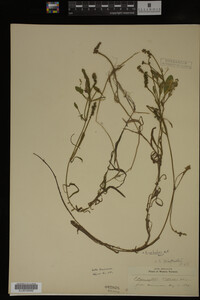 Potamogeton epihydrus image