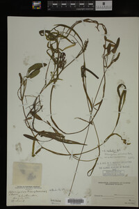 Potamogeton epihydrus image