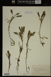 Potamogeton epihydrus image
