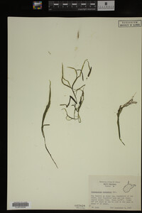 Potamogeton epihydrus image